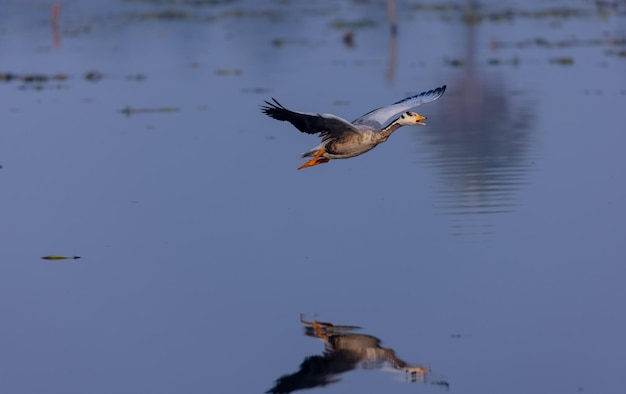 Photo barheaded goose duck anser indicus migratory bird in india