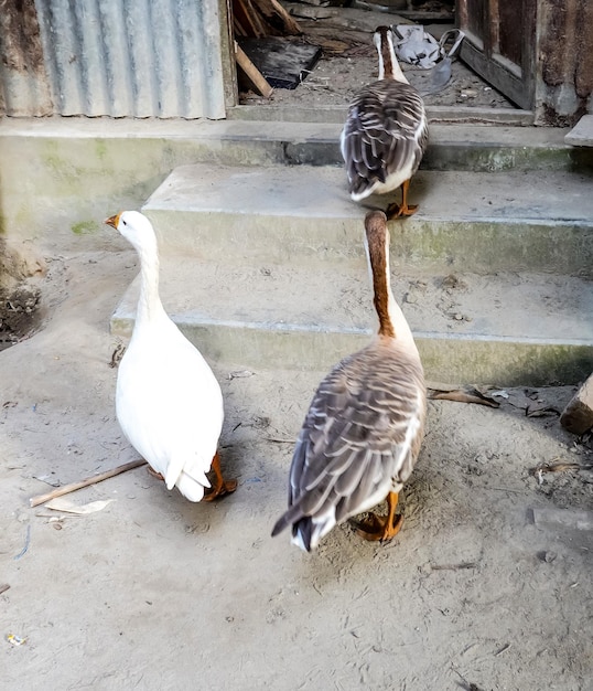 Фото barheaded goose перед домом