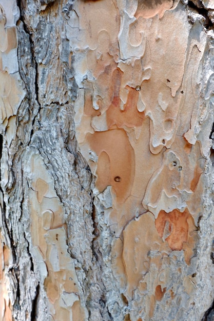 Bark of aged pine tree growing outside