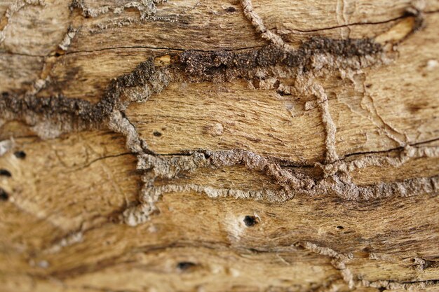 Bark background with cracks of bark