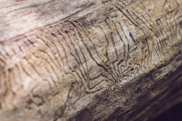 Bark beetle gallery engraving on wood