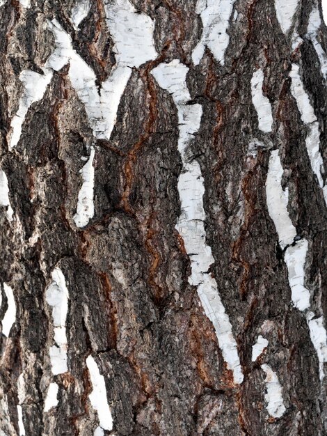 bark of birch in the cracks texture