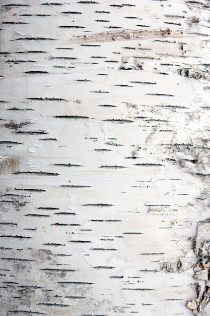 Photo bark of birch in the cracks texture