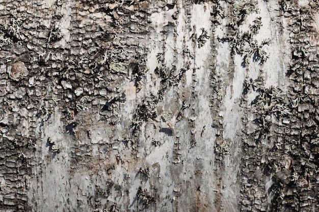 La corteccia della betulla è in primo piano. struttura di legno. foto di alta qualità