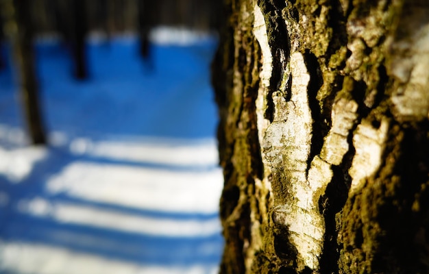 Bark of birch tree in winter park background