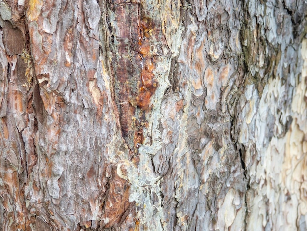 Bark closeup Skin of a tree The bark of a southern tree is cracked Protection In the botanical garden