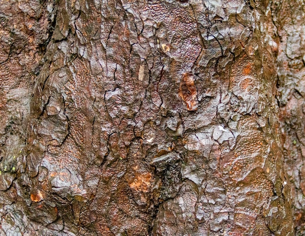 bark closeup