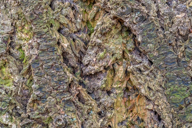 bark closeup