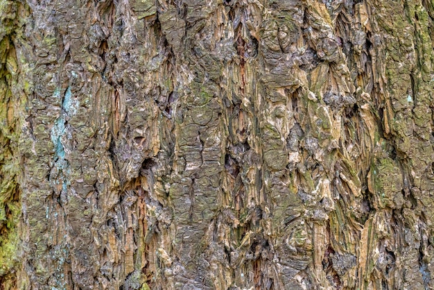 Photo bark closeup