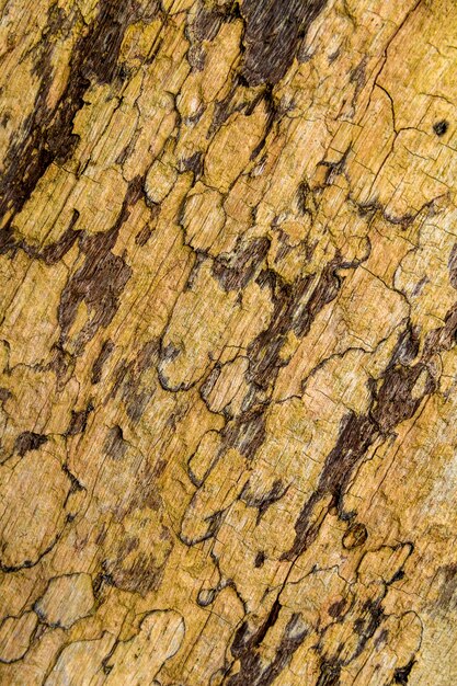 Photo bark closeup