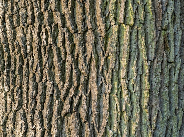 Photo bark closeup