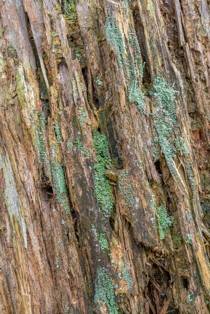 Photo bark closeup