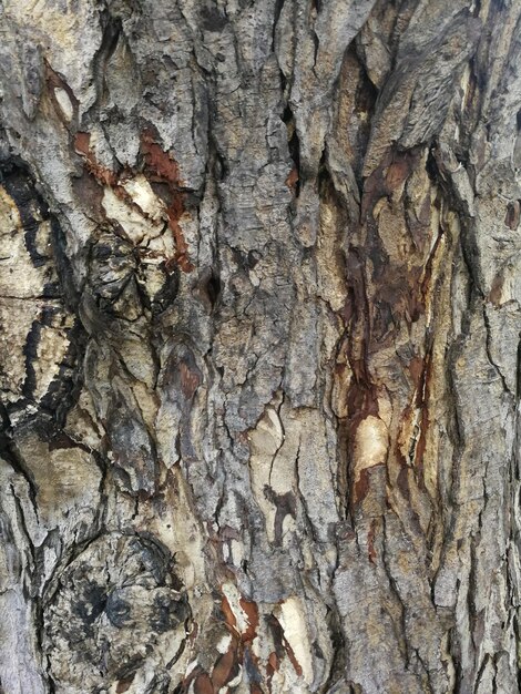 Bark from a large tree trunk Wood grain pattern For use in making wallpaper or background