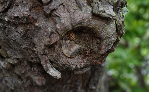 bark has a beautiful pattern on it natural tree