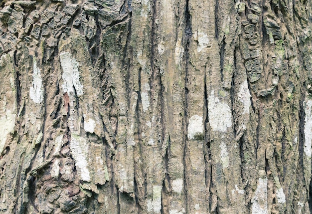 写真 大きな木の背景の樹皮