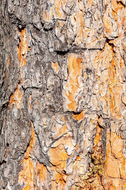 写真 イタリアの松トランク clouseup 木製の背景の選択と集中の樹皮エコロジー コンセプト