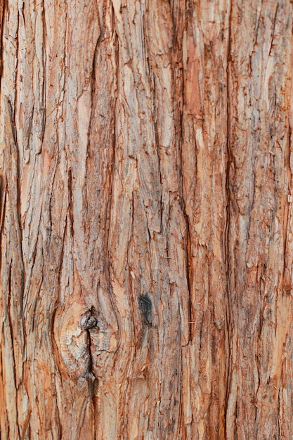 写真 松の木の樹皮