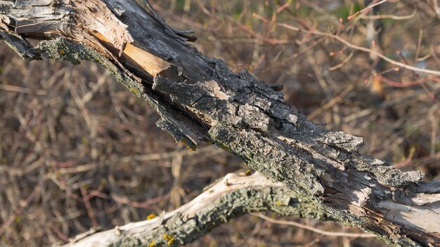 Bark on an old dry tree with moss