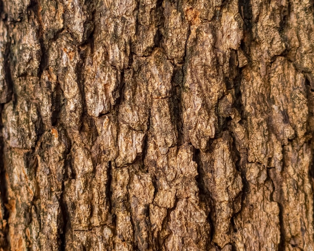 오래된 나무 배경의 껍질