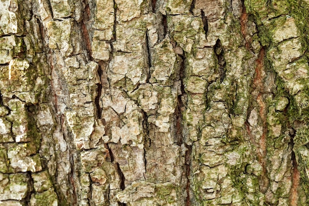 The bark of the old tree. Background