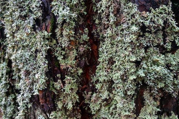 On the bark of the old tree grows green moss background texture