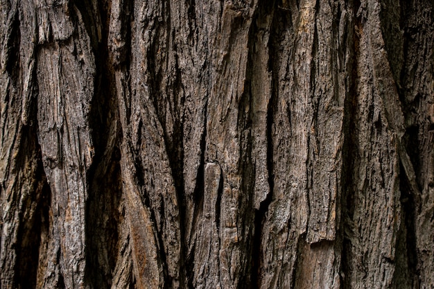 Photo the bark of an old tree is covered with moss. the texture surface of brown wood.