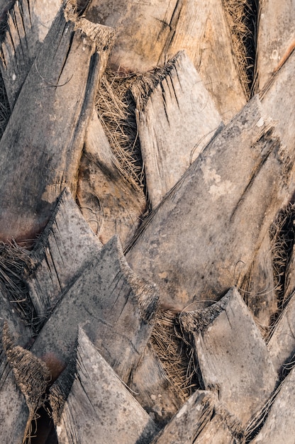 Bark of palm tree texture