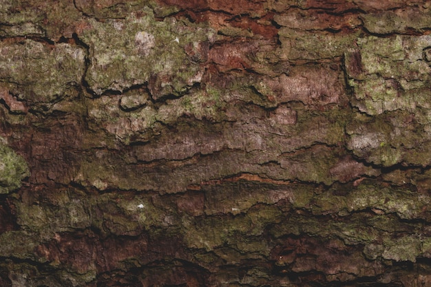 Photo bark pattern background