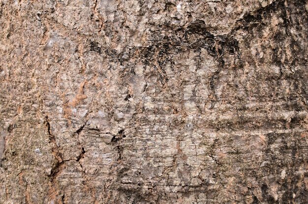 Bark pattern is seamless texture from tree For background work