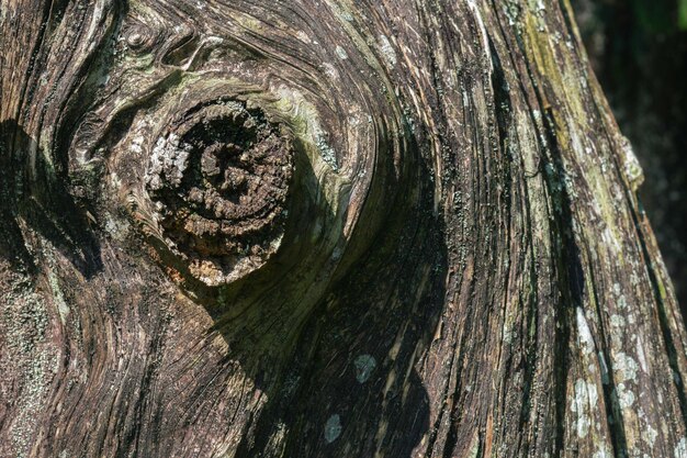 Foto il disegno della corteccia è la consistenza senza cuciture dell'albero per il lavoro di sfondo