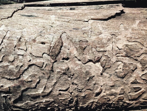 Foto il disegno della corteccia è la consistenza senza cuciture dell'albero per il lavoro in legno di sfondo corteccia di legno duro marrone