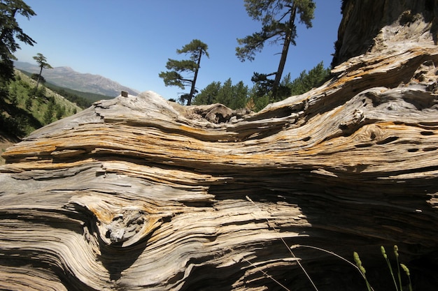 The bark of the pine tree as the background