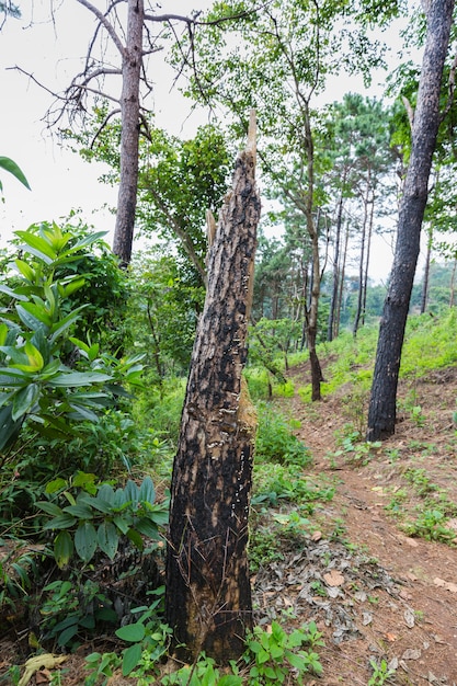 Foto corteccia di sfondo albero di pino