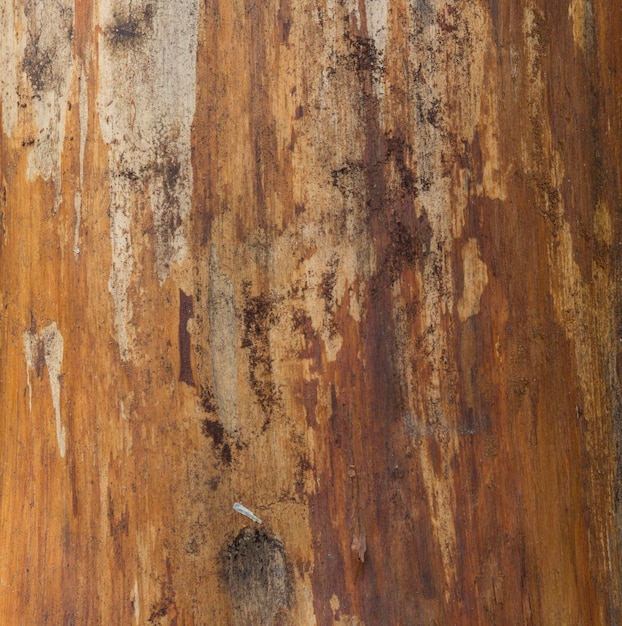 Foto la corteccia del fondo dell'albero di pino