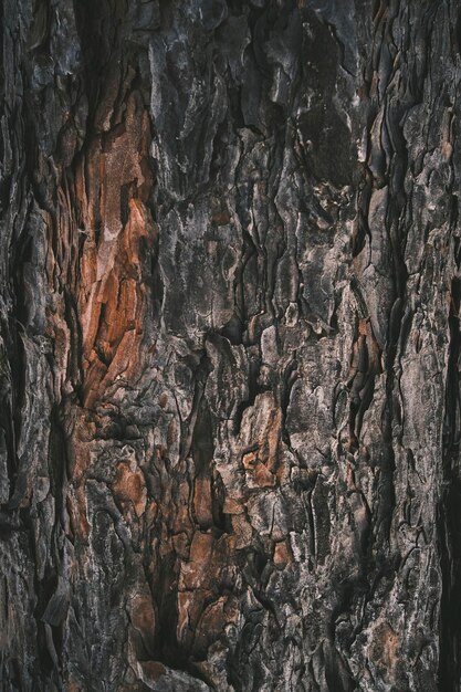 Bark pine tree in closeupAbstract natural natural background