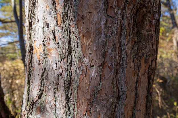 The bark of a pine tree is very rough and has a small hole in it.