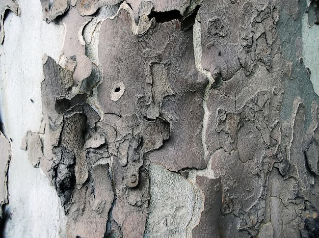 Bark of platan tree.