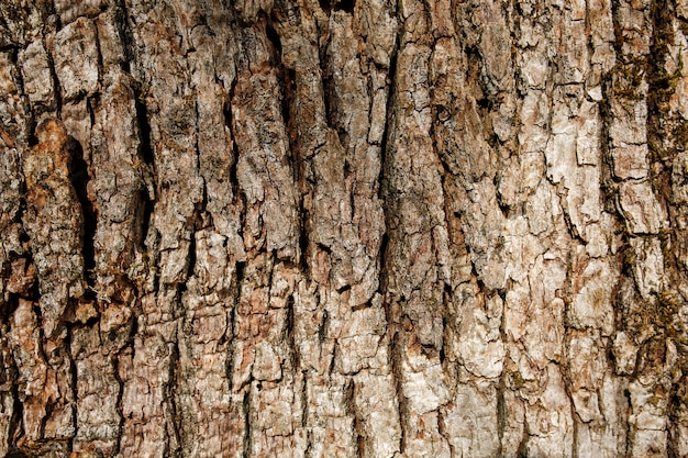 Bark of southern silky oak