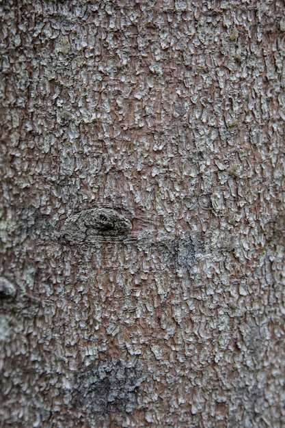 Bark of spruce tree texture background pattern