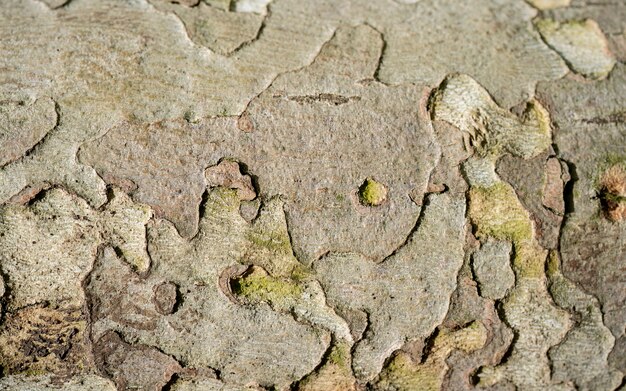 The bark of a sycamore tree