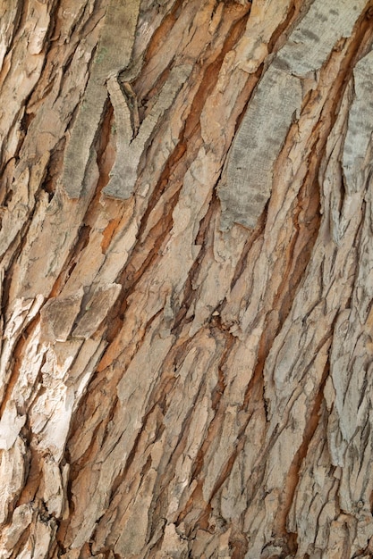 Bark texture and background of a old fir tree trunk