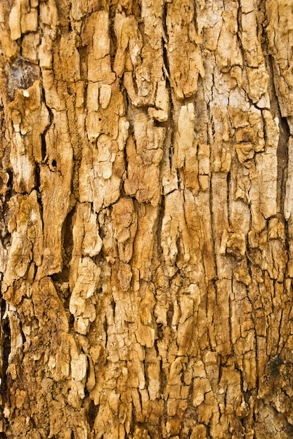 나무 껍질 질감 배경 무늬 균열 오래 된 갈색