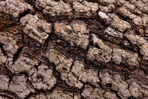 Bark texture background, Wood texture background, Rough surface 