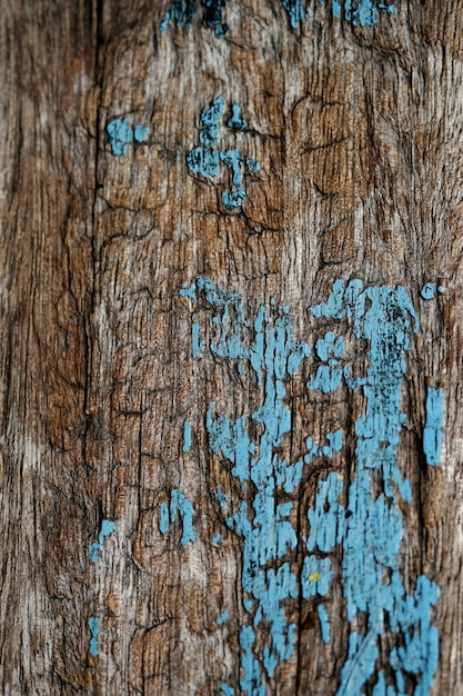 Bark texture background