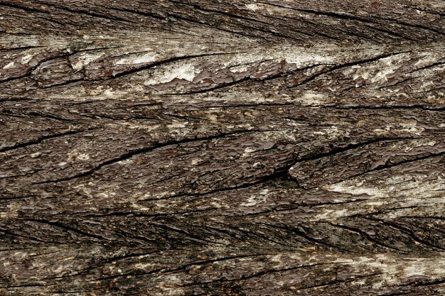 Bark texture background