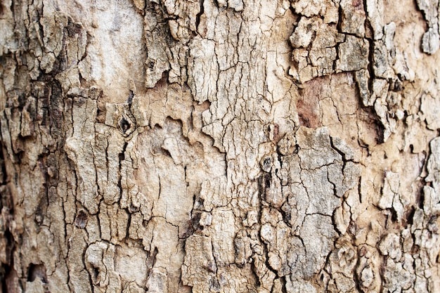 bark texture close up as a background