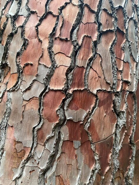 bark texture