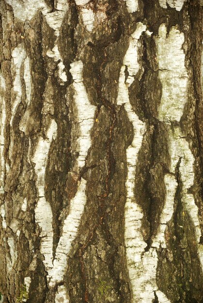 Bark texture