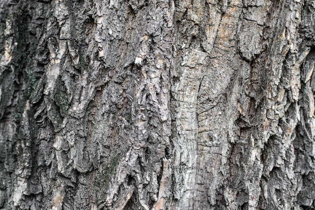 The bark of a tree close up