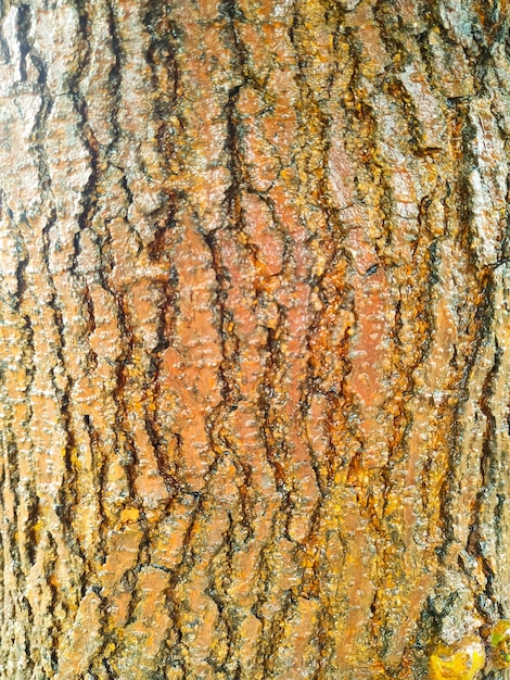 Bark of the tree closeup background and texture